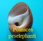 Polinices peselephanti, Link 1807